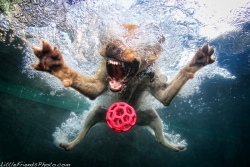 Tauchende Hunde, © Foto: Seth Casteel