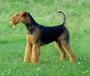 Hunderasse Airedale Terrier