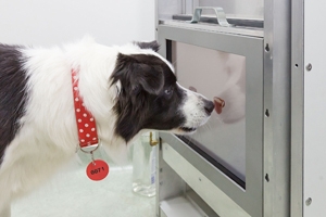 Bordercollie beim Bedienen der Touchscreen (Foto: Vetmeduni Vienna/E.Hammerschmid)