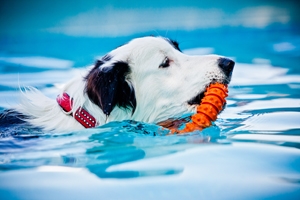 Hund beim Dog Diving