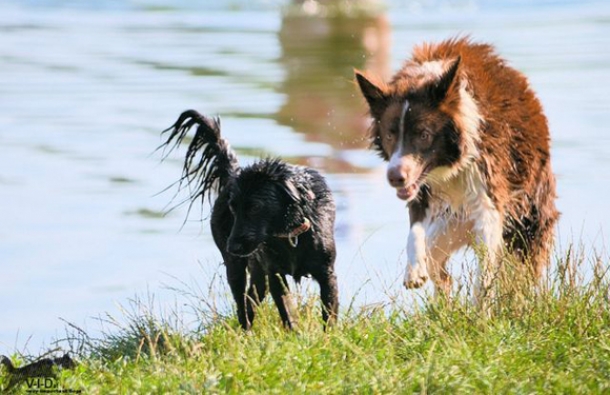 Hundezone-Angelibad