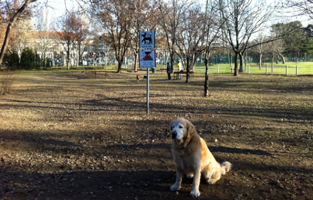 Hundezone-Floridsdorfer-Aupark