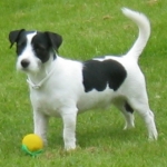 Hunderassen: Jack Russell Terrier