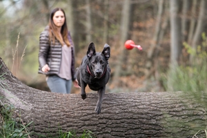 Agility im Wald