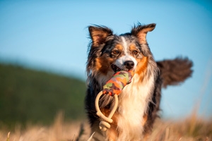 Hund beim Apportieren