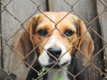 Beagle hinter Zaun