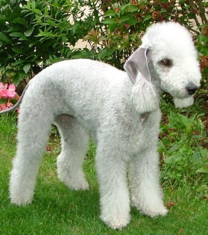 Hunderasse Bedlington Terrier