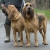 Hunderassen Bloodhound (Bluthund)