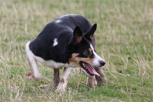 Border Collie bei der Arbeit