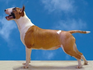 Hunderasse Bullterrier