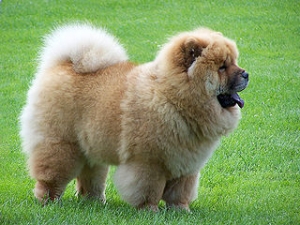 Hunderasse Chow-Chow