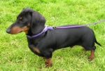 Hunderassen: Dachshund, Dackel, Teckel