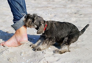 Dackel am Strand