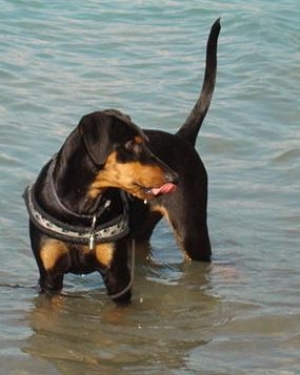 Hunderasse Deutscher Pinscher