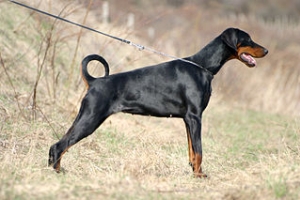 Hunderasse Dobermann