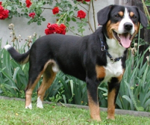 Hunderasse Entlebucher Sennenhund