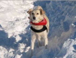 Hunde haben Schnee zum fressen gern, Foto: © PETA