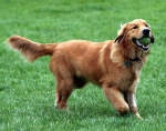 Hunderassen: Golden Retriever