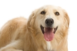 Golden Retriever, Foto © Dreamstime.com