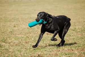 Hund apportiert Dummy