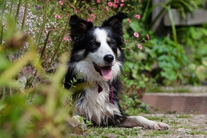 Hund im Garten