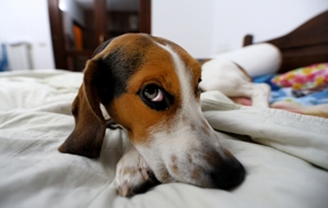 Hund im Bett