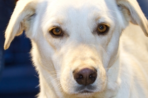 Gesunde Hundeaugen