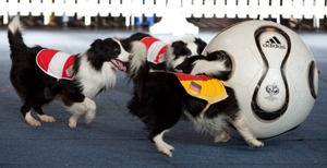 Border Collies beim Hundefußball