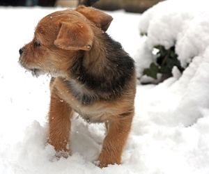 Welpe im Schnee