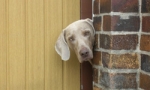 Hund an der Haustüre