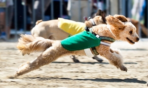 Hunderennen