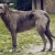 Hunderassen Irischer Wolfshund (Irish Wolfhound)