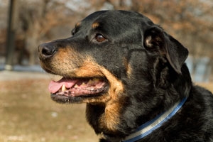 Hunderassen: Rottweiler