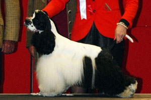 American Cocker Spaniel RÄUBERLEIN'S DANCE WITH THE STARS