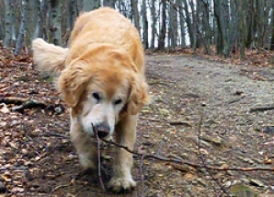 Wandern mit Hund