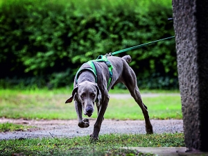 Weimaraner beim Mantrailing