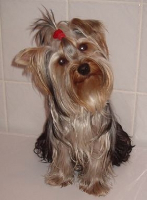 Hunderasse Yorkshire Terrier