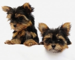 Yorkshire Terrier Welpen