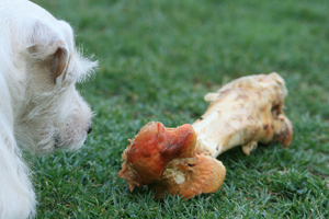 Hund mit Knochen