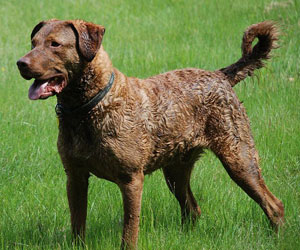 Hunderasse Chesapeake Bay Retriever