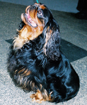 Hunderasse King Charles Spaniel