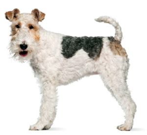 Hunderasse Foxterrier