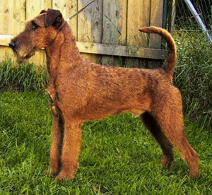 Hunderasse Irish Terrier