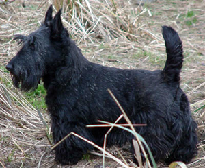 Hunderasse Scottish Terrier