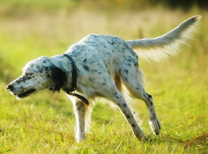 Hunderasse English Setter