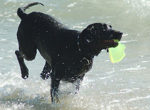 Hunderasse Labrador Retriever